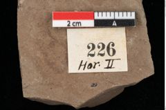 Foto (Detailansicht) von Pinus hepios Unger (NHMW-GEO-2024-0188-0226)